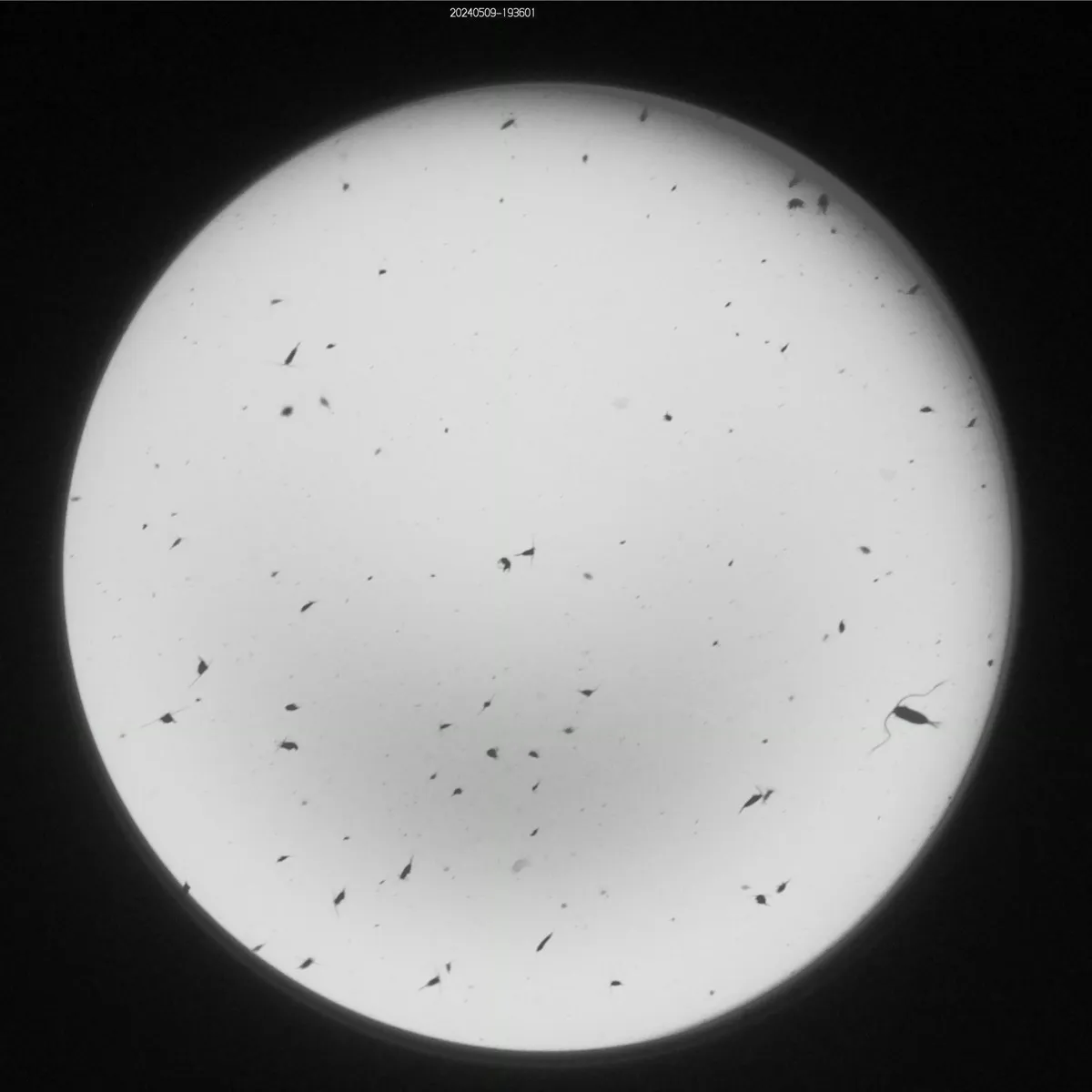 Sample image of zooplankton taken by Shadowgraph